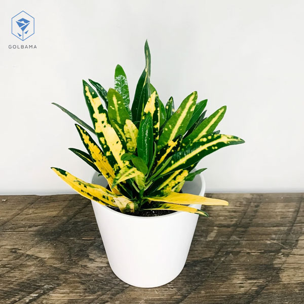 عبت از دست رفتن طراوت گل کروتون