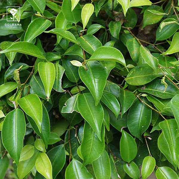 مشکلات گیاه فیکوس در فضای باز