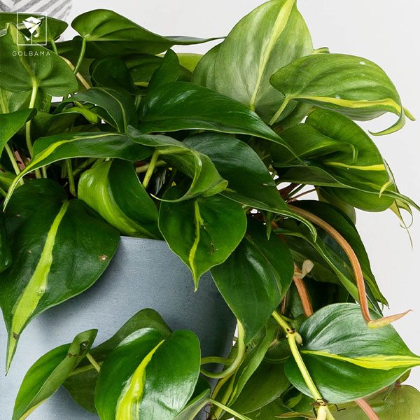 مشکلات رایج گیاه فیلودندرونِ آپارتمانی