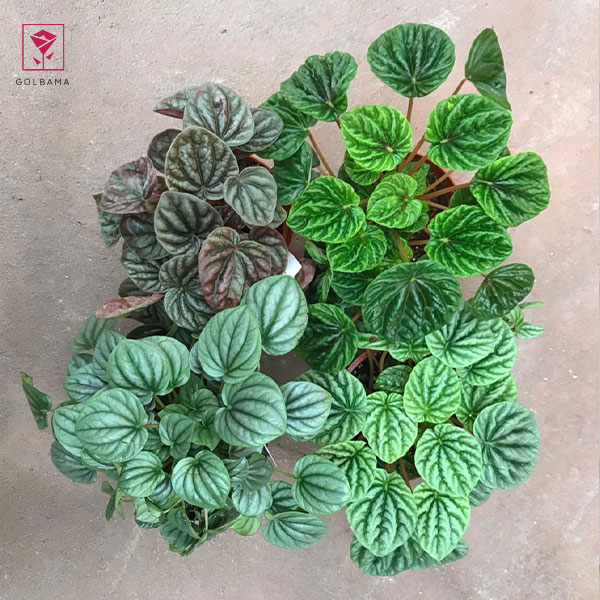 مشکلات و بیماری‌های رایج گیاه پپرومیا