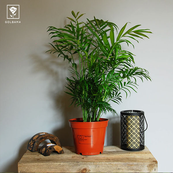 مشکلات زیست محیطی نخل شامادورا