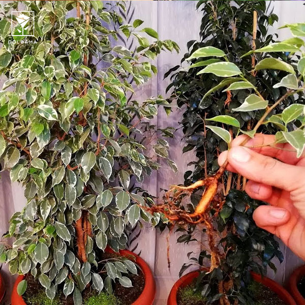 میزان رشد ریشه بنجامین