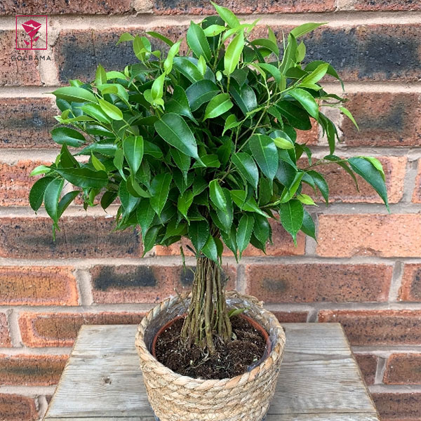 نام دیگر فیکوس بنجامین