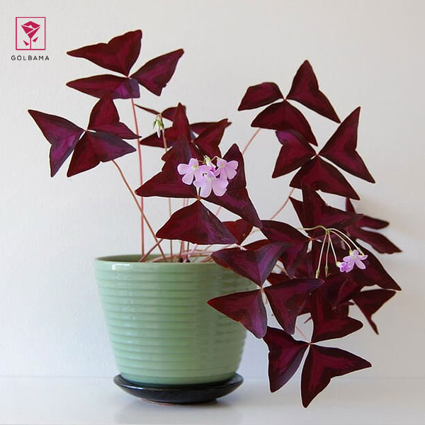 نام‌های دیگر اگزالیس