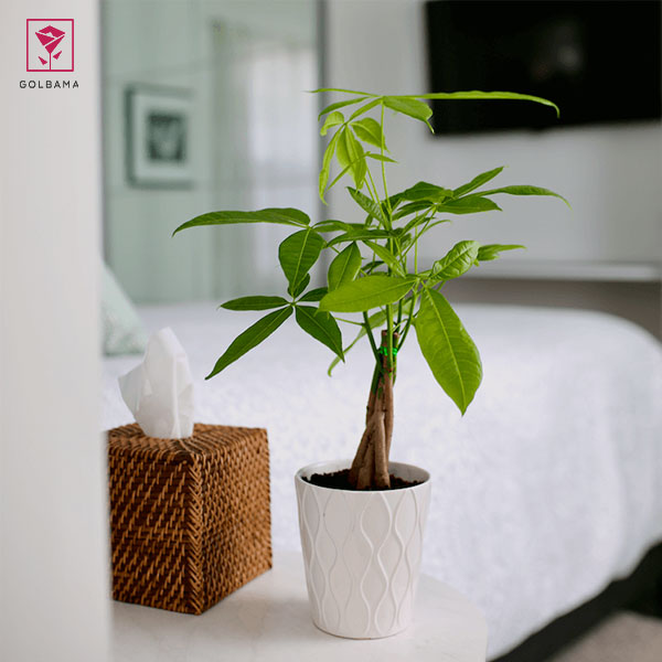 نگهداری از درخت پول