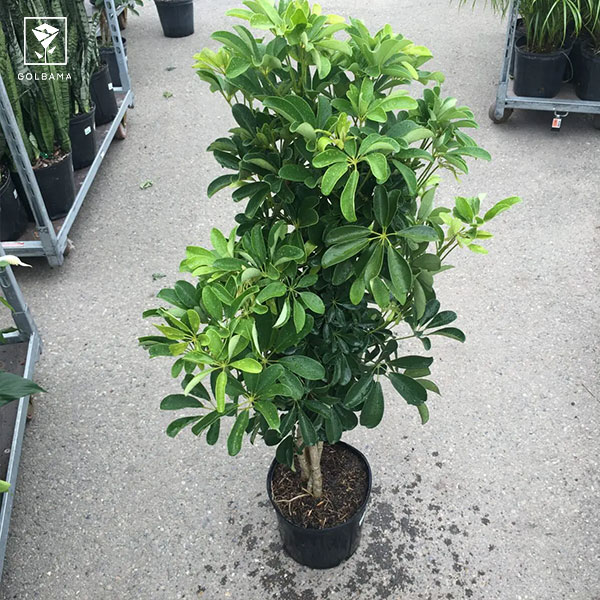 نگهداری از درختچه آپارتمانی شفلرا