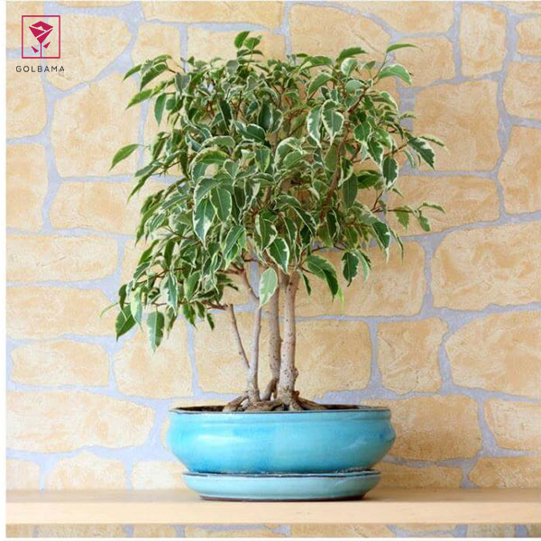 نگهداری از فیکوس بنجامین