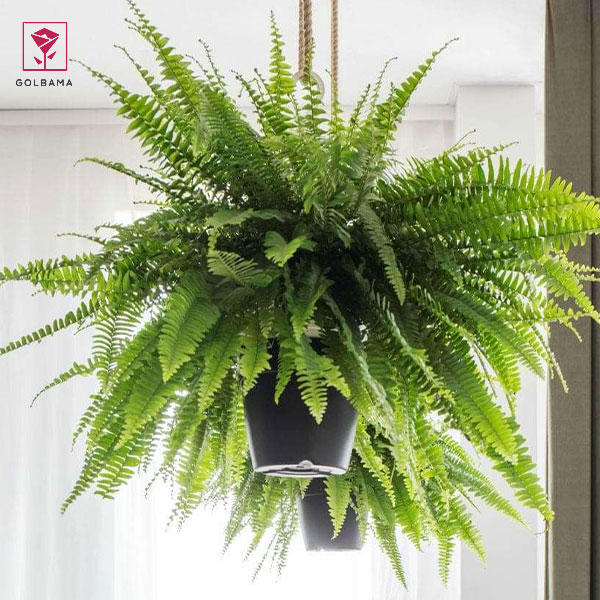 نگهداری از گل سرخس در آپارتمان: 1. نور مناسب برای گیاه