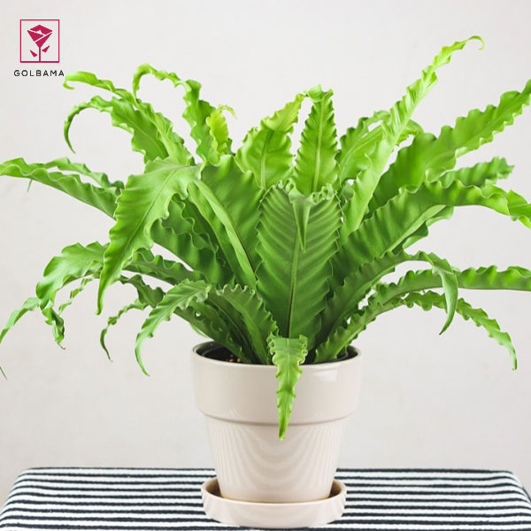 نگهداری از گیاه سرخس در آب