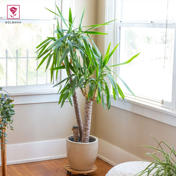 نگهداری از گیاه یوکا آپارتمانی