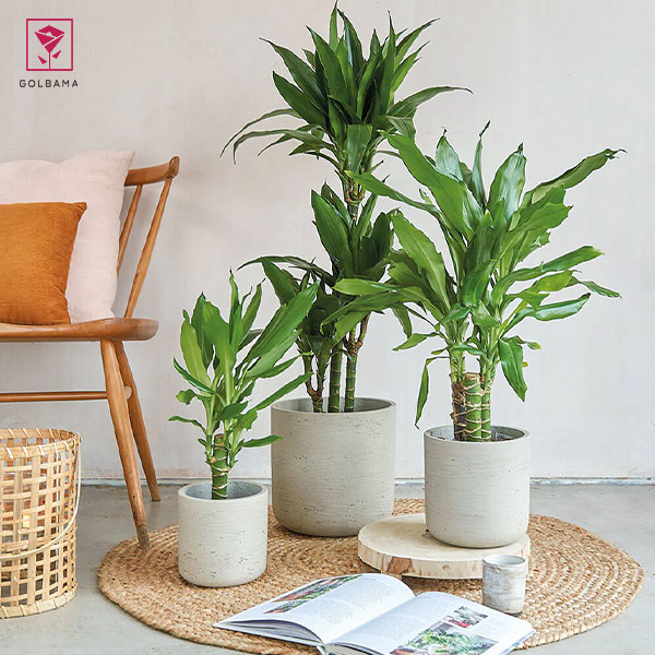 نگهداری از گیاهان دراسنا