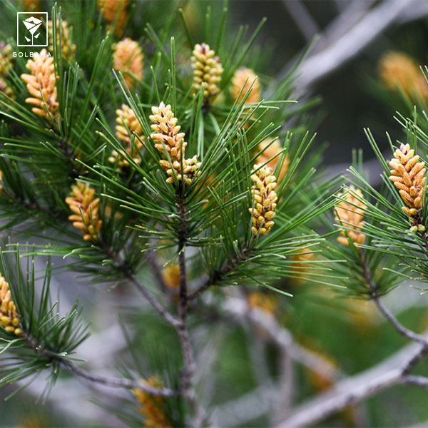 نگهداری از کاج مطبق