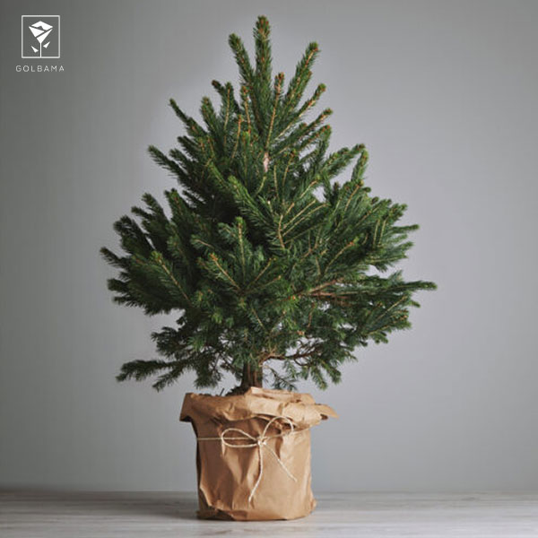 نگهداری از کاج تزیینی: 7. کاشت و تعویض گلدان کاج مطبق