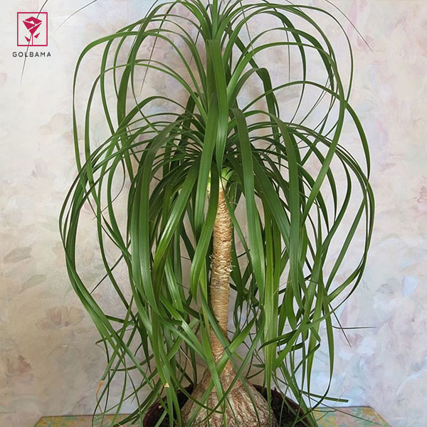 نگهداری از نخل لیندا