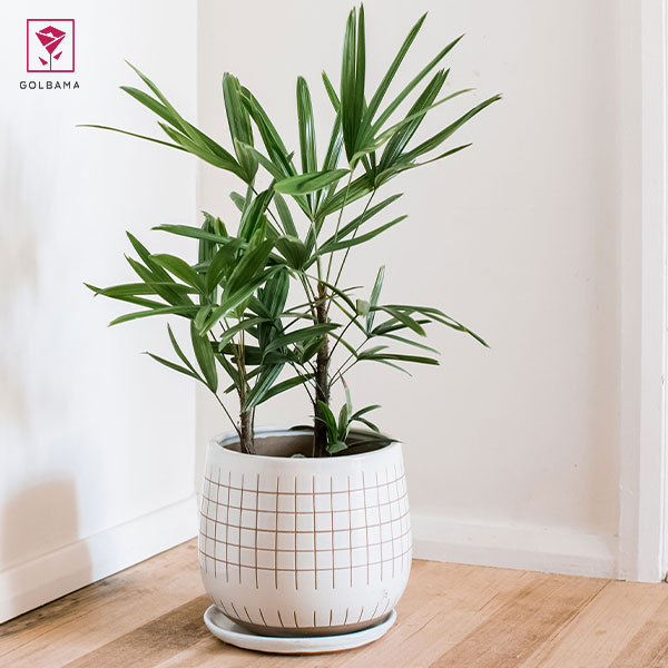 نگهداری از نخل راپیس