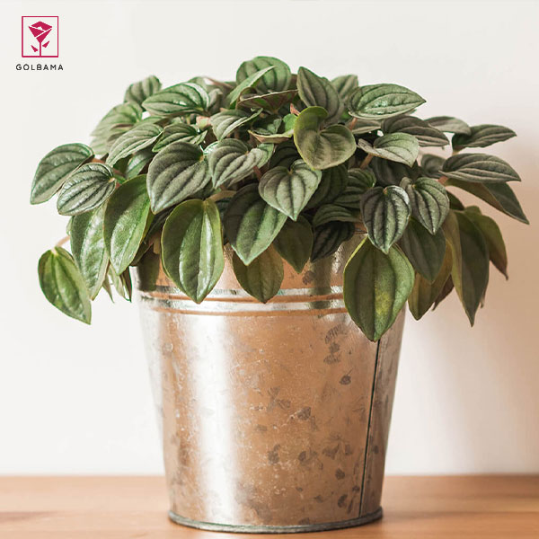 نگهداری از گیاه پپرومیا