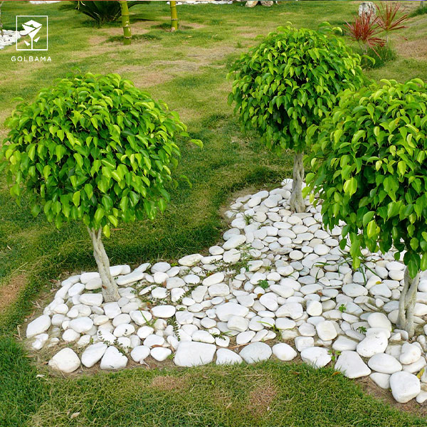 نگهداری بنجامین در حیاط