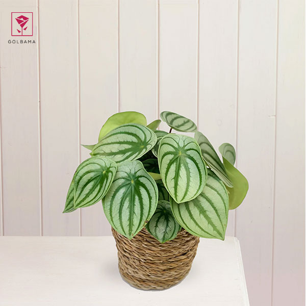 نگهداری پپرومیا در گلدان جدید