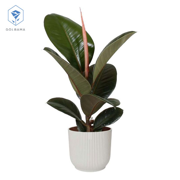 گل الاستیکا ابلق