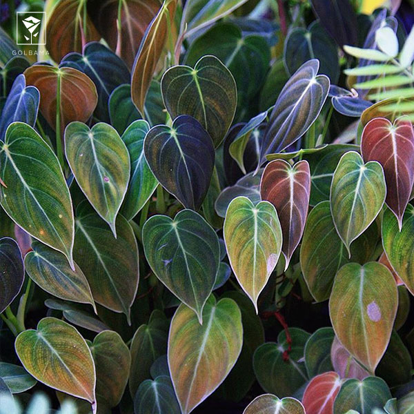 نگهداری فیلودندرون بلک طلایی