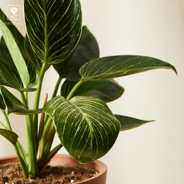 نگهداری فیلودندرون کنگره ای: 4. دما و رطوبت مورد نیاز فیلودندرون