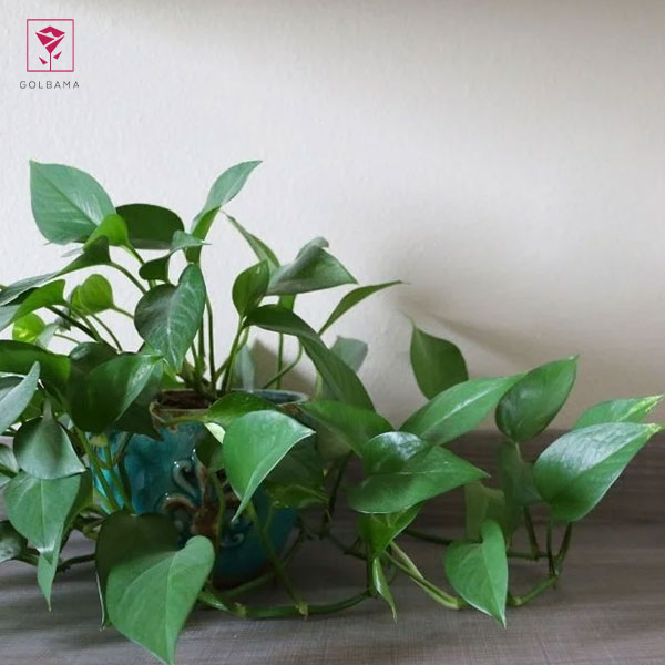 نگهداری فیلودندرون سبز در طول زمستان