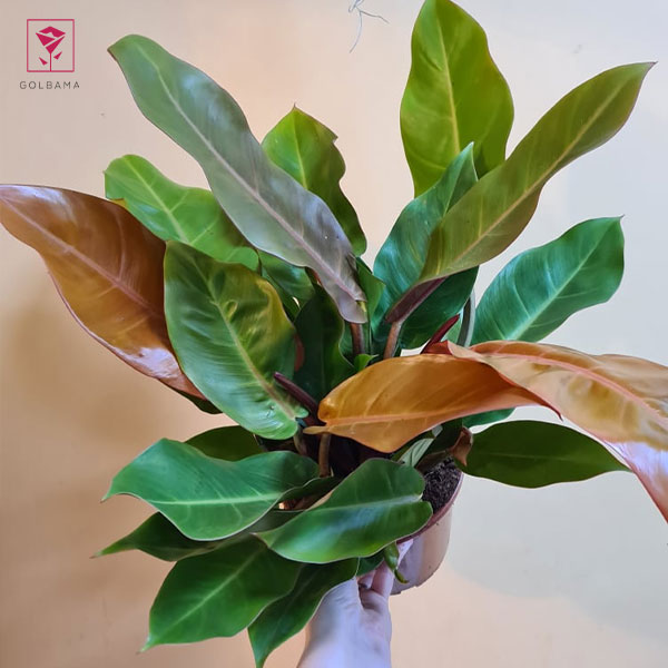 نگهداری فیلودندرون شاهزاده پرتقالی