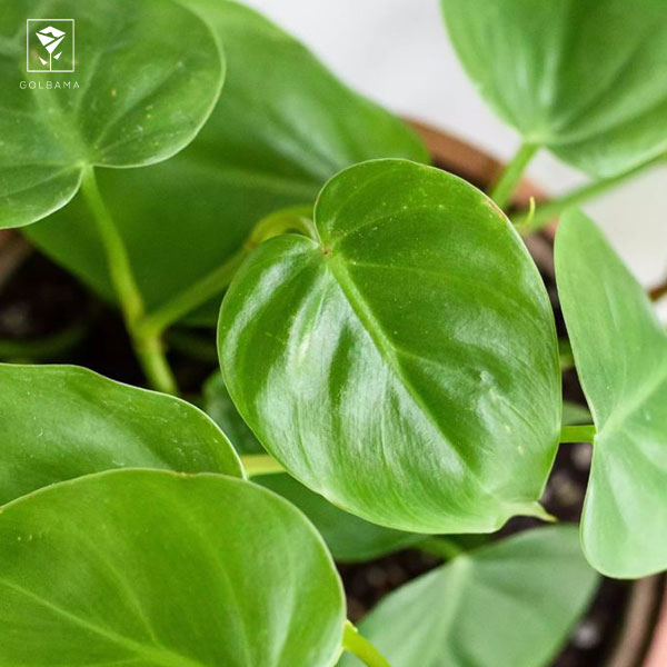 نگهداری فیلودندرون شرابی: 5. کوددهی به فیلودندرون‌ها