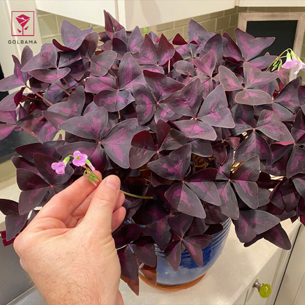 نگهداری گل اگزالیس در اپارتمان