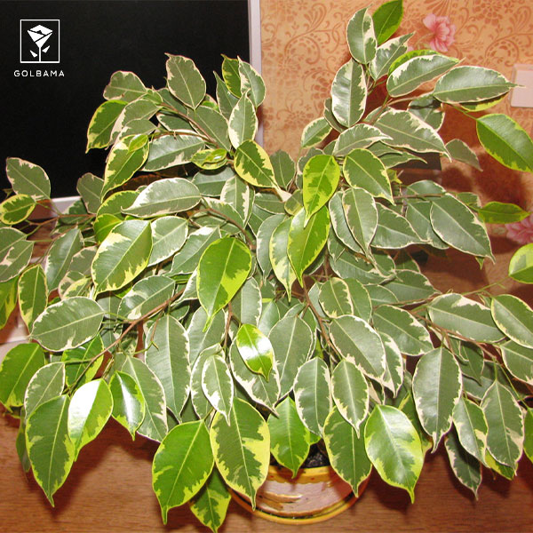 نگهداری گل بنجامین در خانه: 1. نیازهای نوری گیاه