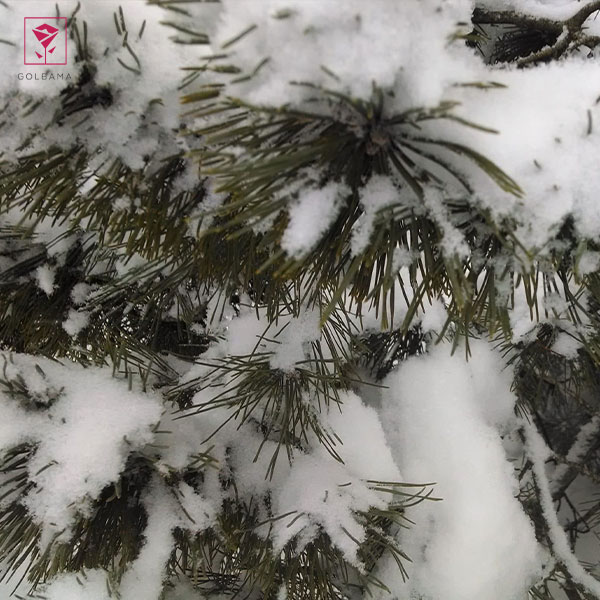 نگهداری گل کاج طبقه ای در زمستان