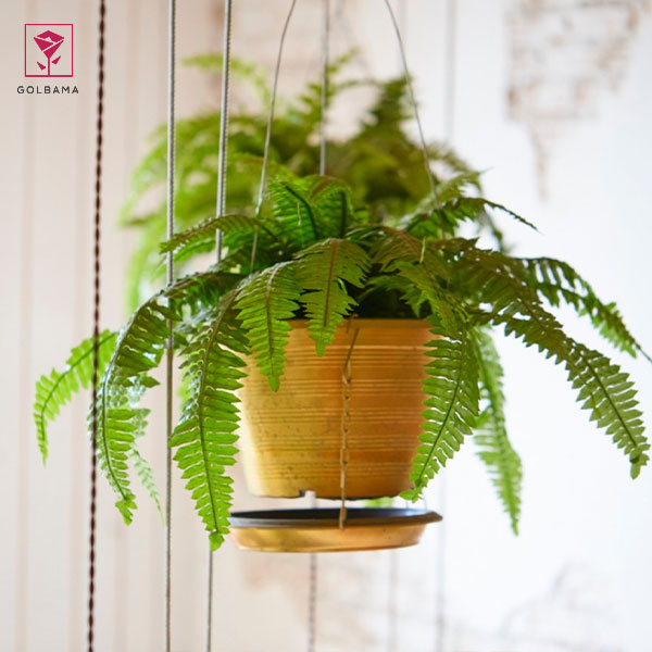 نگهداری گیاه سرخسِ بوستون