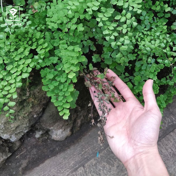 نحوه مراقبت از گیاه سرخس: 4. کوددهی به گیاه