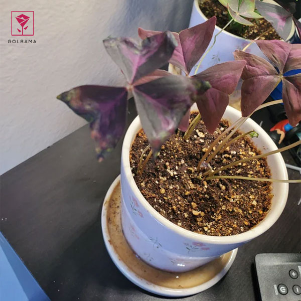 نحوه ی نگهداری گل اگزالیس: 5. خاک