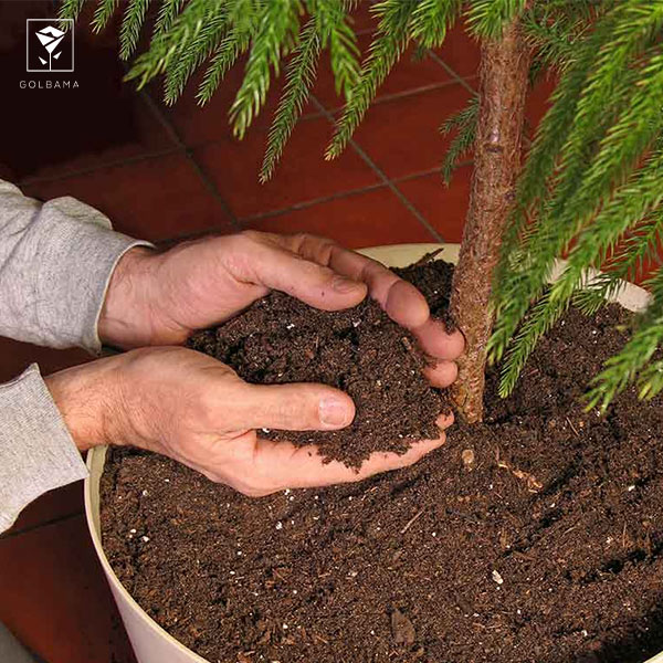 نحوه نگهداری از گیاه کاج مطبق: 5 . کوددهی