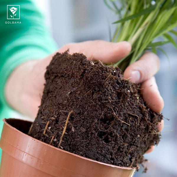 نحوه نگهداری از گیاه شامادورا: 4. کوددهی