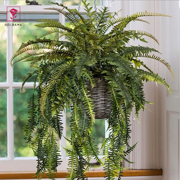 طرز نگهداری از گیاه سرخس