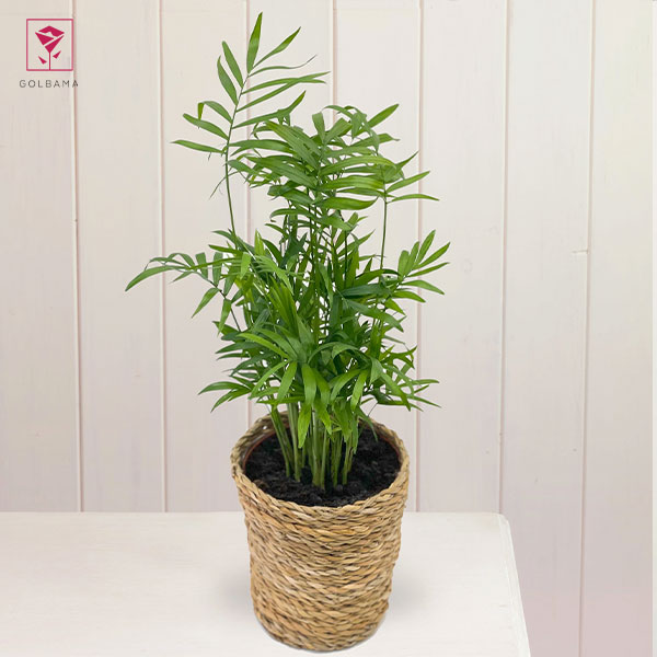 نحوه نگهداری گل شامادورا: 1. آبیاری