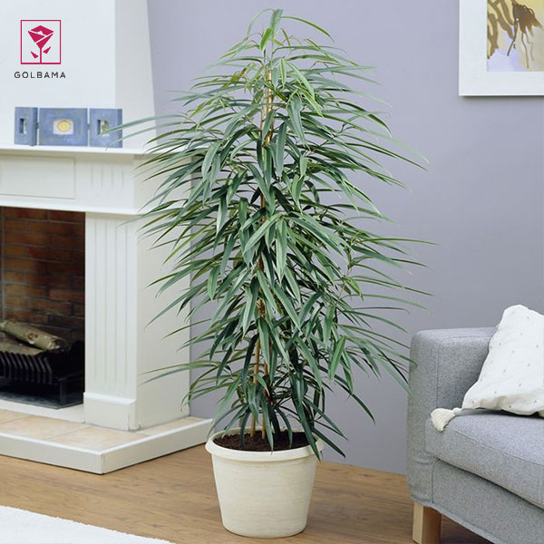 نحوه نگهداری گیاه بنجامین آمستل