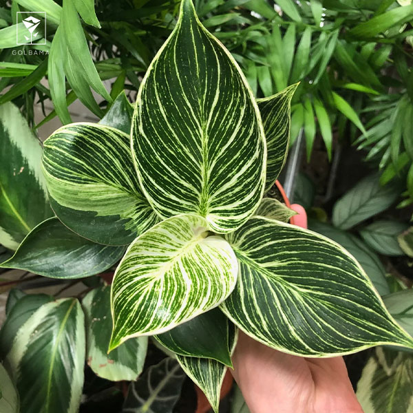 نحوه نگهداری گیاه فیلودندرون