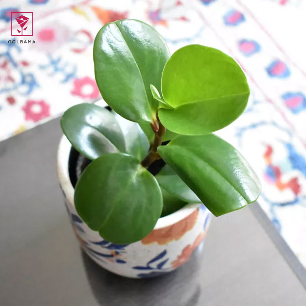 نکات خرید گیاه پپرومیا یا گل قاشقی