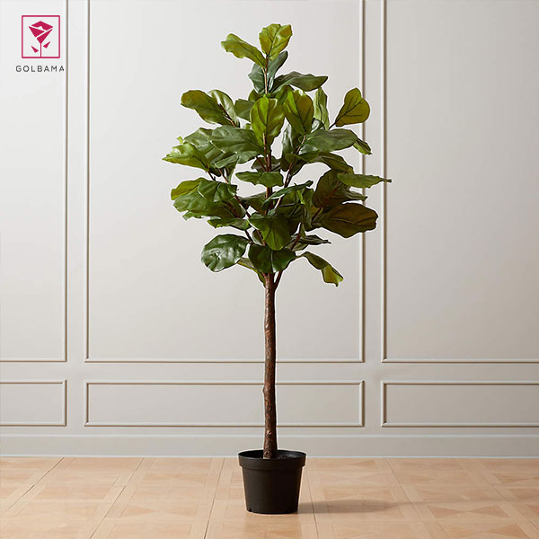 نکات نگهداری از فیکوس لیراتا