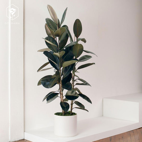 نگهداری گل الاستیکا