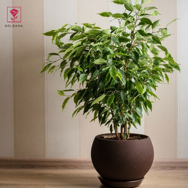 نکات نگهداری از گیاه بنجامین: 4. رطوبت مورد نیاز