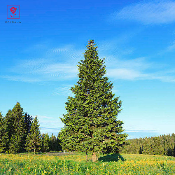 نکات نگهداری کاج مطبق: 1. نور