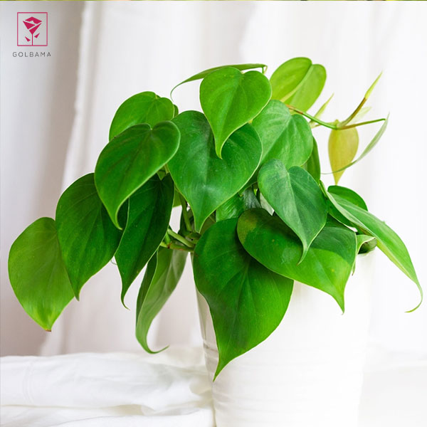 نقش آبیاری فیلودندرون در ریزش برگهای آن