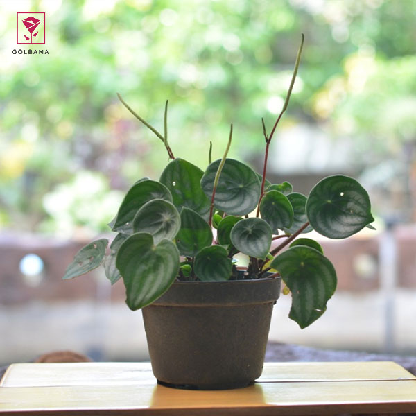 طرز نگهداری از گیاه پپرومیا: 2. نور