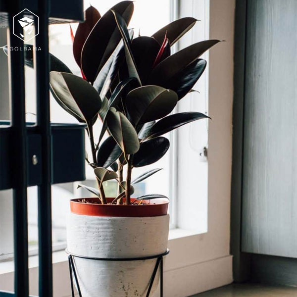 نور مناسب الاستیکا