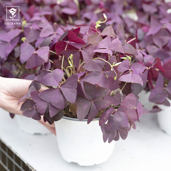 نیاز گیاه اگزالیس به نور مستقیم