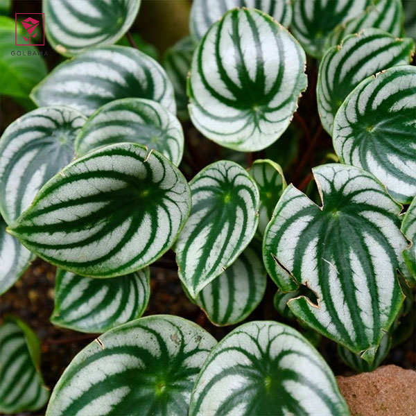 شرایط نگهداری از گیاه پپرومیا: 3. نیازهای رطوبت گل قاشقی